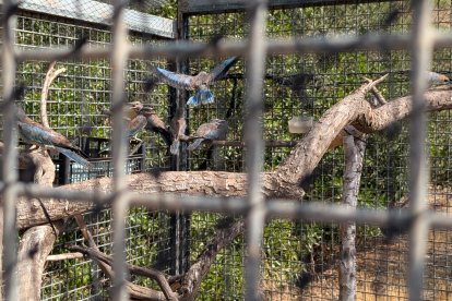 Las carracas, minutos antes de ser liberadas.