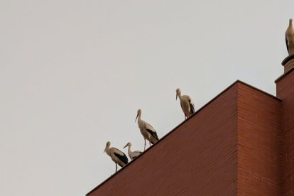 Cigüeñas en edificios de Almería capital, en la tarde del pasado miércoles 20 de agosto.