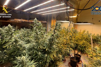 Plantación de marihuana encontrada