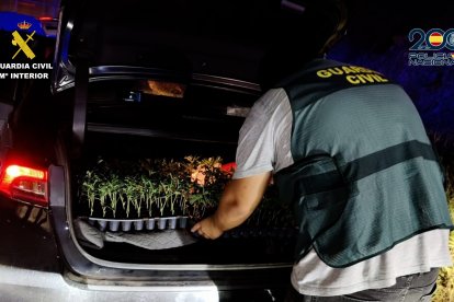 En el interior del maletero del vehículo encontraron un total de 146 esquejes de marihuana