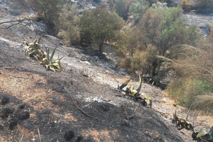 La huella de las llamas en el Barranco Muñoz (Lubrín).