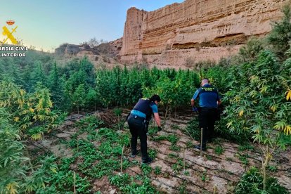 Plantación de marihuana en una zona rural de El Ejido.