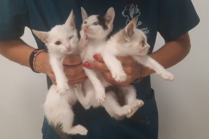Gatos rescatados.