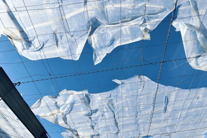 Así quedó el plástico de su finca tras el paso de 'Kristin'.