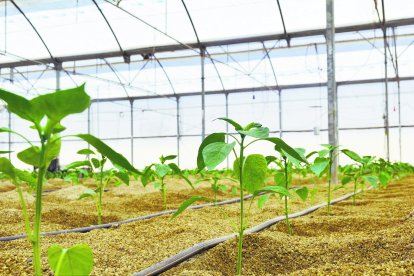 Si alguien hace sesenta años hubiese escrito que, seis décadas después, dos aviones con más de trescientos empresarios, técnicos, comerciales, investigadores y financieros de la provincia iban a ser coprotagonistas en la mayor feria agrícola del mundo que se celebra cada mes de febrero desde 1993 en Berlín, todos lo hubieran encerrado sin cura y sin remedio en el desdén donde quedan recluidos los visionarios delirantes.
Nadie podía pensar en aquel tiempo de silencio y miseria que los hijos y los nietos nacidos desde entonces en aquella provincia de la que la pobreza expulsó a más de cien mil seres humanos, y de los que decenas de miles llegaron a las estaciones de Frankfurt, Dusseldorf o Munich ateridos de miedo y sin más equipaje que la tristeza abrumadora de la nostalgia y una maleta de cartón atada con cuerdas iban a competir y, en muchos casos a superar en avances, calidad, sostenibilidad y seguridad alimentaria a los países mas avanzados en el sector agrícola.