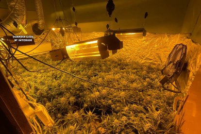 Una de las plantaciones de marihuana desmanteladas en la operación.