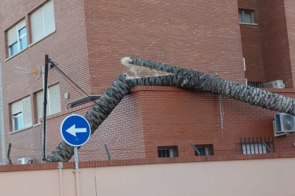 Descripción de la imagen