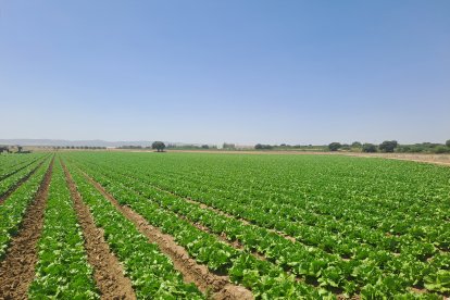 Foto de una finca de lechuga de Kernel Export.