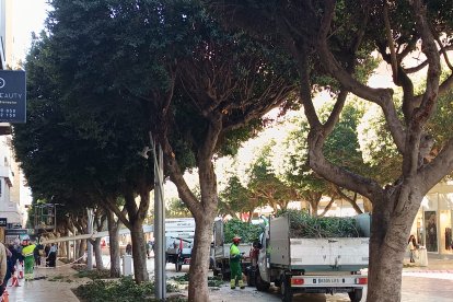 Poda del arbolado en el Paseo de Almería