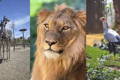 Minihollywood Oasys cuenta con una reserva zoológica que puedes visitar.