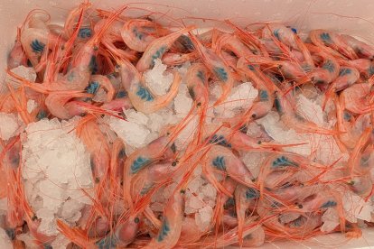 Quisquilla del mar de Alborán.