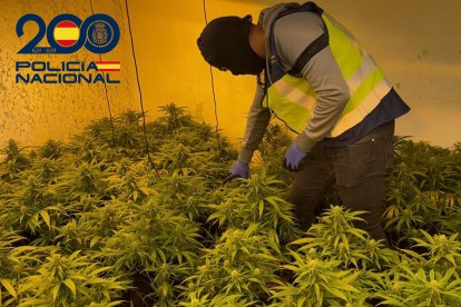 Agente entra en el cultivo de marihuana donde se han aprendido 10.000 plantas.