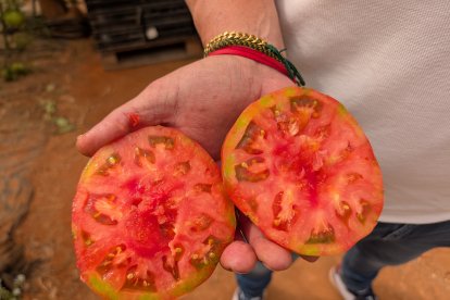 Tomate rosa de Terra Agronómica en Níjar.