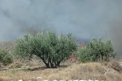 Incendio forestal en Los Gallardos.