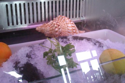 Concha de caracola, Charonia lampas, en la vitrina de un restaurante