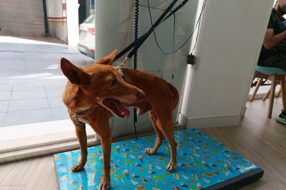 Bergantín en el veterinario, camino a su nueva vida.