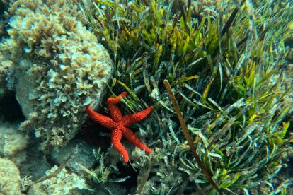 Estrella de mar anaranjada (Echinaster sepositus) sobre los fondos rocosos de Cabo de Gata (Almería).