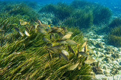 Fredis, tordos y salmonetes entre los fondos rocosos de Cabo de Gata, donde encuentran alimento y refugio.