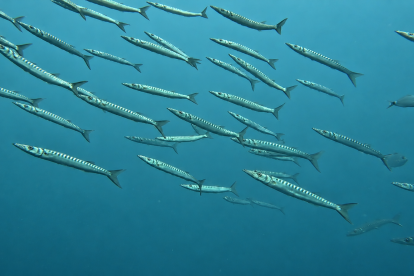Banco de barracudas: Banco de barracudas (Sphyraena viridensis) en aguas del Mediterráneo, donde forman grandes bancos.