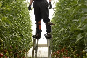 Un trabajador de invernadero recoge tomate subido a una original escalera.