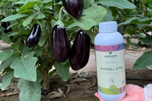 Vellsam Materias Bioactivas ha recibido la certificación de la Unión Europea para su bioestimulante Auxvell Vital.