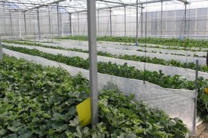 Del 22 al 27 de junio, la décima edición de GreenSys acogerá en Almería a científicos de 35 países para hablar sobre “Tecnologías avanzadas y gestión eficiente para invernaderos sostenibles”