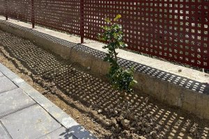 Se han plantado cerca de 200 nuevos árboles en Olula del Río.
