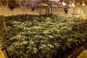 Imagen de una plantación de marihuana.