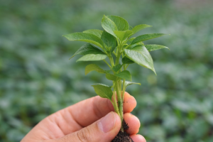 Una producción de semillas y plantas de alta calidad en Europa parece posible por el avance de la normativa al respecto que está en revisión por la Unión Europea