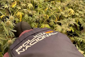 Agente de la Policía Nacional examina una de las plantaciones descubiertas.