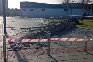 Árbol caído por las fuertes rachas de viento en Almería capital.
