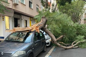 El árbol roto y caído sobre un vehículo que estaba aparcado en la calle
