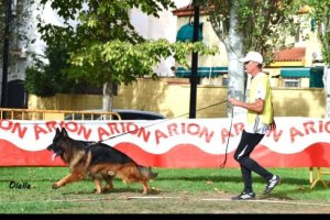 Pastor alemán en una demostración.