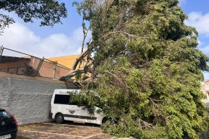 Árbol caído en el colegio Santa Isabel sobre el aparcamiento colindante