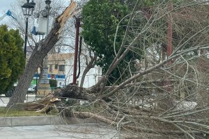 Uno de los árboles caídos con motivo del viento huracanado en Vélez-Rubio.