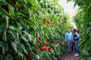 Vigilante se crece ante el temporal: La nueva variedad de CapGen Seeds supera su prueba de fuego en San Agustín bajo el viento y la lluvia.