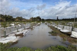 Se analizan los efectos agronómicos de las lluvias extremas ocurridas en Andalucía en 2026 y los principales daños que causan las inundaciones a los cultivos