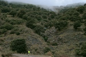 Encinar de Abrucena.