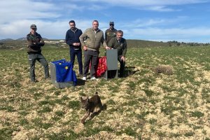 Suelta de una nueva pareja de linces ibéricos en la Región de Murcia.