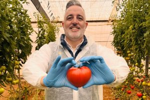 Yuksel Seeds presenta Amortoma, una nueva variedad de tomate corazón de buey de alta productividad.