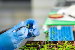 Anove y Euroseeds celebran los avances en la regulación de la edición genética