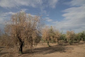 Olivar afectado por la verticilosis