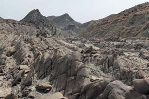 Las famosas colas de dragón del Desierto de Tabernas.