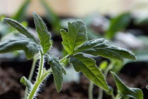 IFAPA ha elaborado la Guía de cultivos biofumigantes para control de patógenos en suelo de invernadero