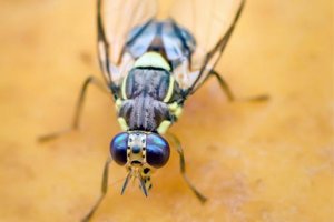 Imagen de Bactrocera dorsalis.