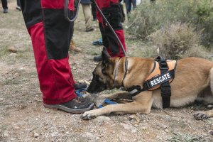 Uno de los perros que están participando en el dispositivo de búsqueda.