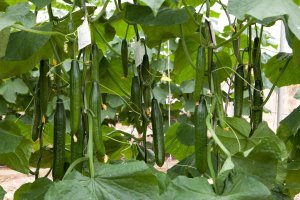 El pepino ha estado cotizando a precios altos las últimas semanas pero se ha ralentizado.