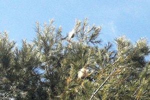 Crisálida de una procesionaria en la zona.