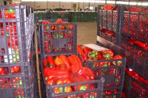 El pimiento representa  cerca del 35% del valor total entre las hortalizas almerienses.