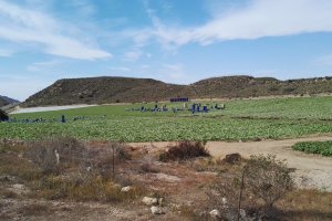 Campo de lechugas en la zona del levante almeriense
